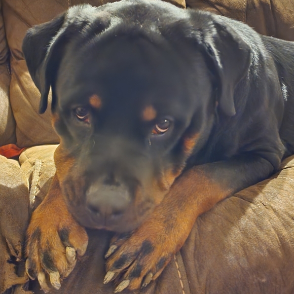 Meet your Posher, Melanie - Picture 4 of 6